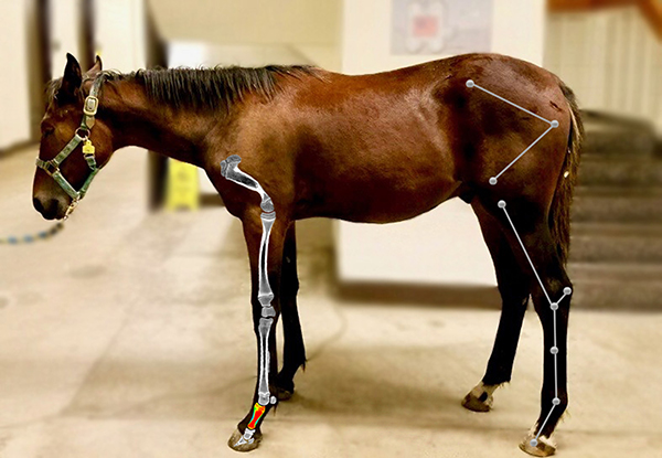 Exploring how growth changes the way horse bones handle stress