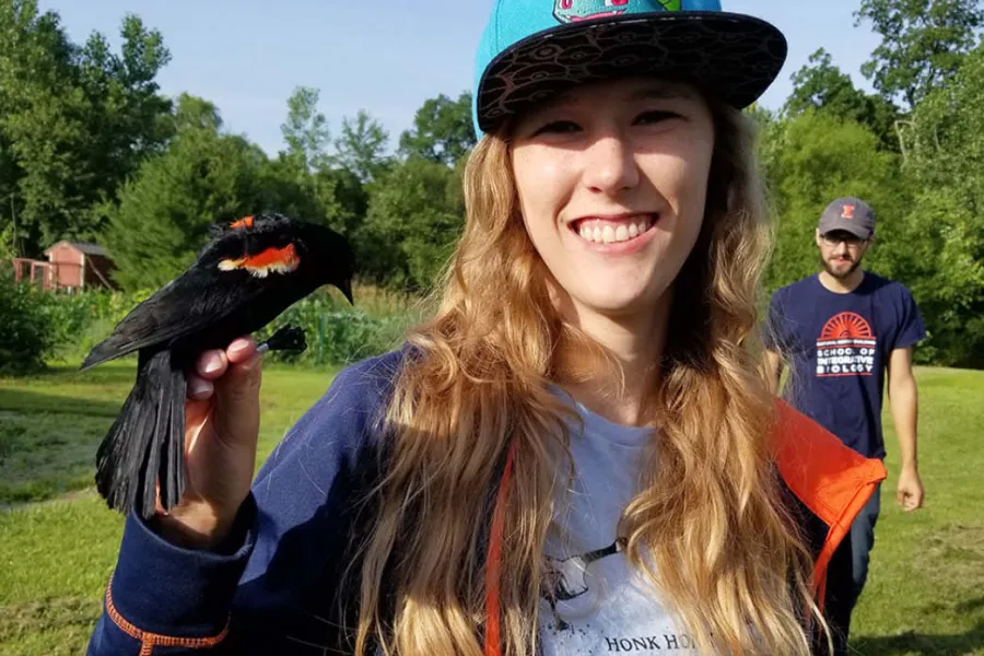 Illinois graduate student Shelby Lawson studies the interactions of red-winged blackbirds, cowbirds and yellow warblers. 