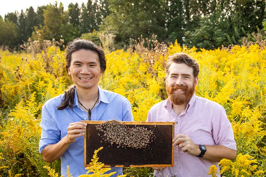 Two U of I Graduate students hold a bee hive frame in a field of yellow flowers