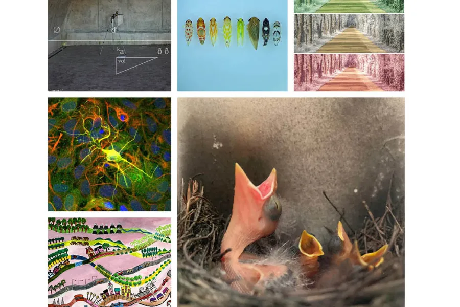 The six winning images from the competition. 