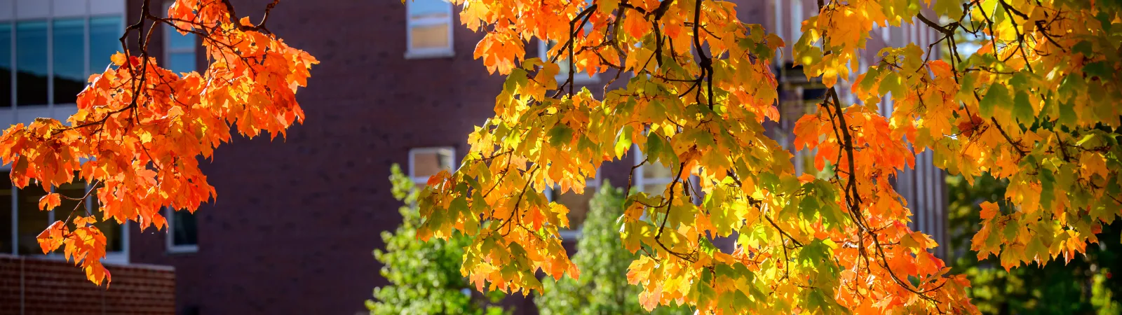 fall trees with orange leaves