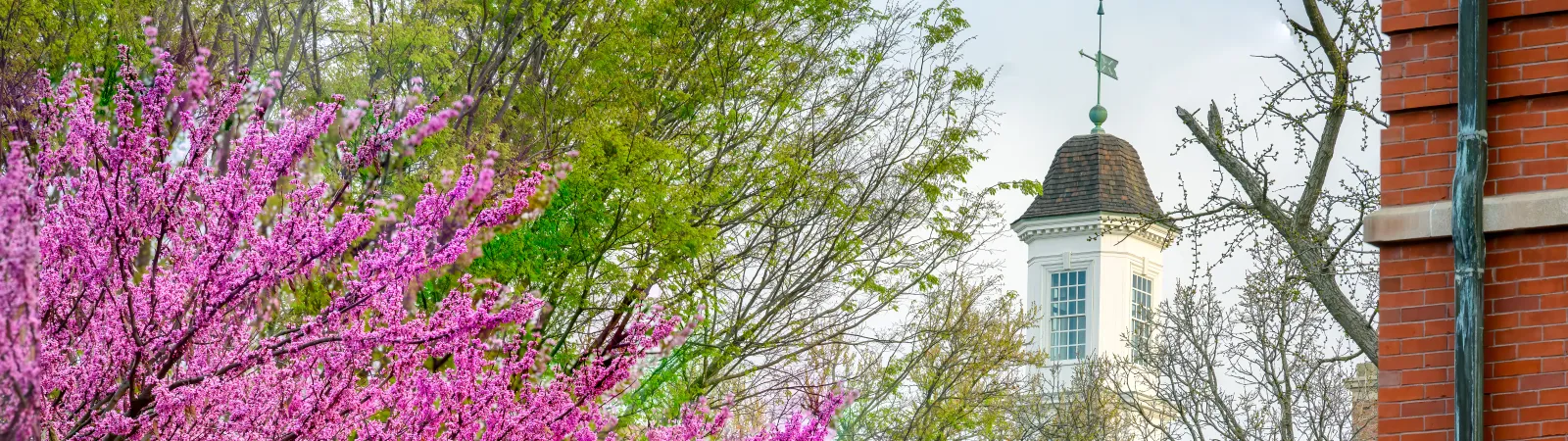 Flowering trees in front of the Union