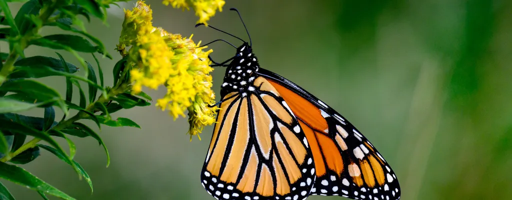 Butterfly resting on a goldenrod.