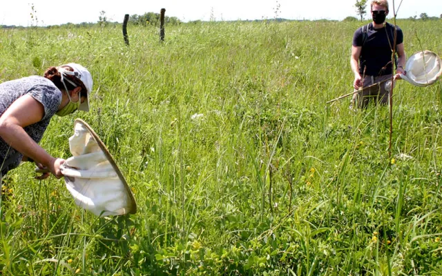 Dana and Tetlie stand in the tall prairie vegetation, which they inspect closely. Each carries a white canvas net. 