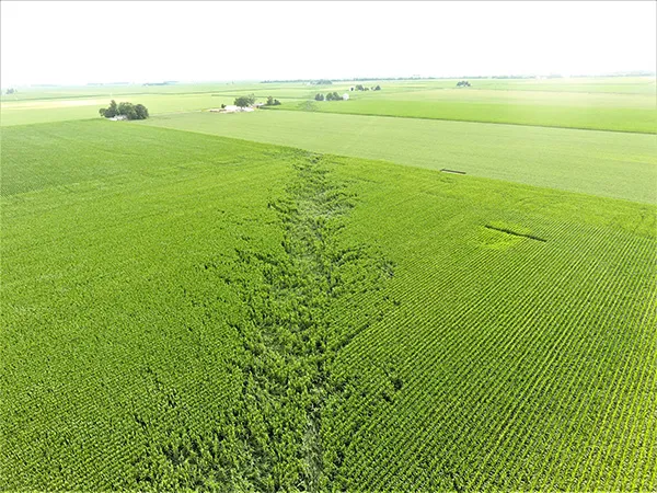 A-maize-ing Tornado Footprint
