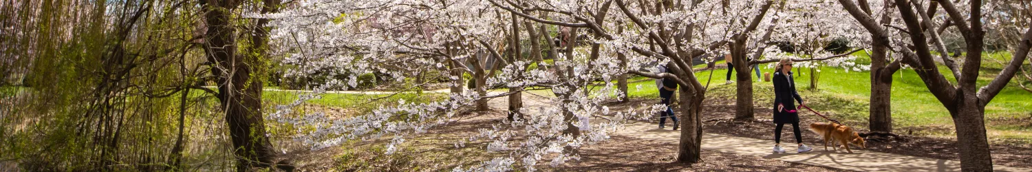 woman walking dog in park