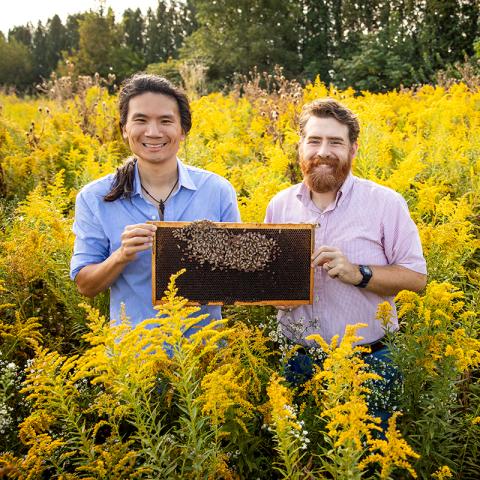 Researchers stand in a field of goldenrod and are holding a section of honeycomb that is covered with honey bees.